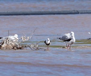 Banded Stilt