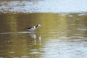Pied Stilt