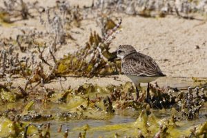 Red-necked Stint