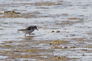 Red-necked Stint