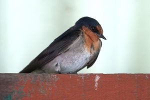 Welcome Swallow
