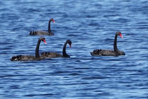 Black Swan