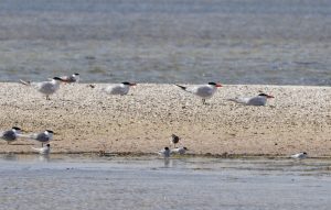 Caspian Tern