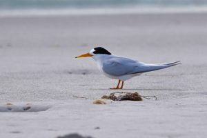 Fairy Tern
