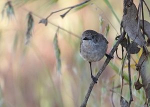 Chestnut-rumped Thornbill