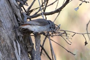 Chestnut-rumped Thornbill