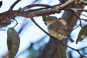 Western Thornbill