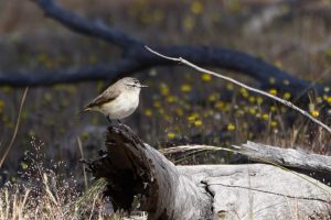 Yellow-rumped Thornbill
