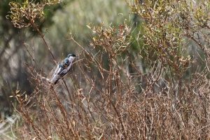 White-winged Triller