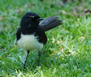 Willie Wagtail