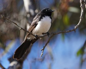 Willie Wagtail