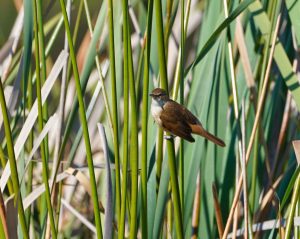 Australian Reed Warbler