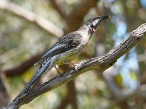Red Wattlebird