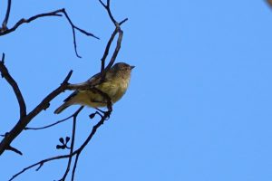 Weebill