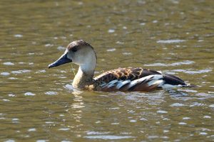 Wandering Whistling-duck