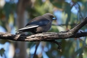 Dusky Woodswallow