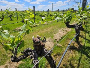 Lancaster Vineyards, Swan Valley