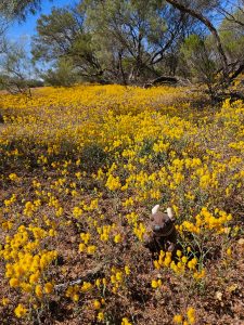 Kalbarri National Park