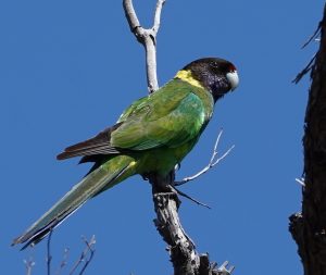 Australian Ringneck
