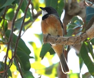 Rufous Whistler