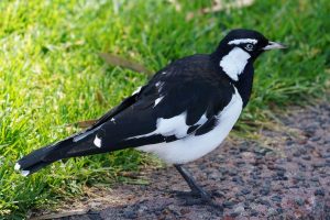 Magpie-lark