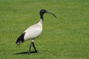 Australian White Ibis
