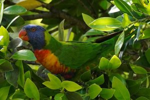 Rainbow Lorikeet