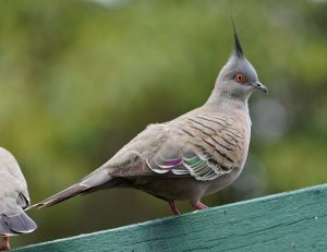 Crested Pigeon