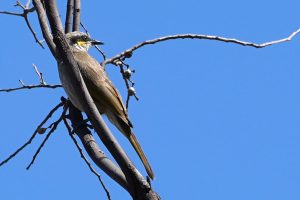 Singing Honeyeater