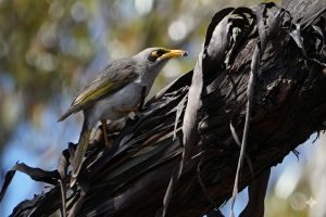 Yellow-throated Miner