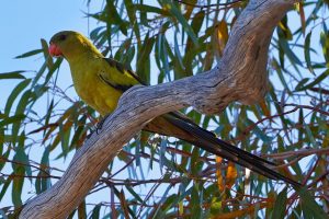 Regent Parrot