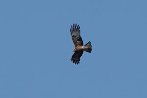 Square-tailed Kite
