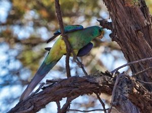 Mulga Parrot