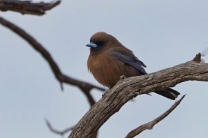 Little Woodswallow