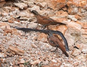 Copperback Quail-Thrush