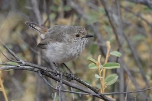 Inland Thornbill
