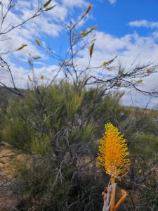 Banksia, Kalbarri National Park