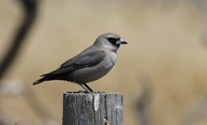 Black-faced Woodswallow
