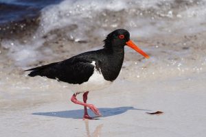 Pied Oystercatcher