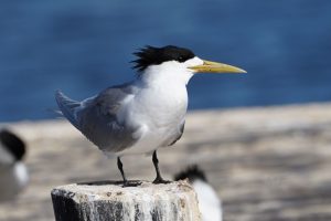 Greater Crested Tern