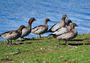 Maned Ducks