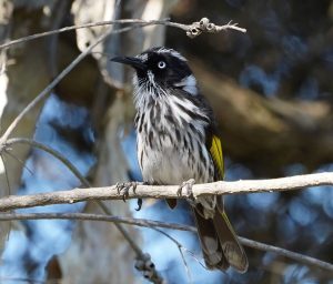 New Holland Honeyeater