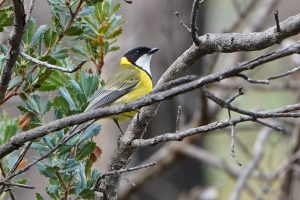 Western (Golden) Whistler