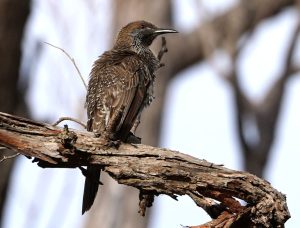 Western Wattlebird