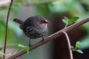 Red-eared Firetail
