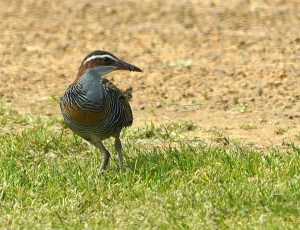 Buff-banded Rail