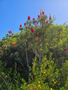 Bottlebrush