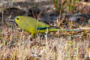 Elegant Parrot