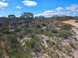Stirling Range NP