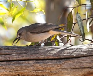 Gray Shrikethrush